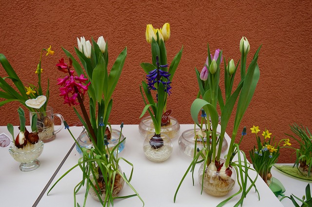 企画展「早春を彩る球根植物」はじまったよ♪ - リップちゃんの