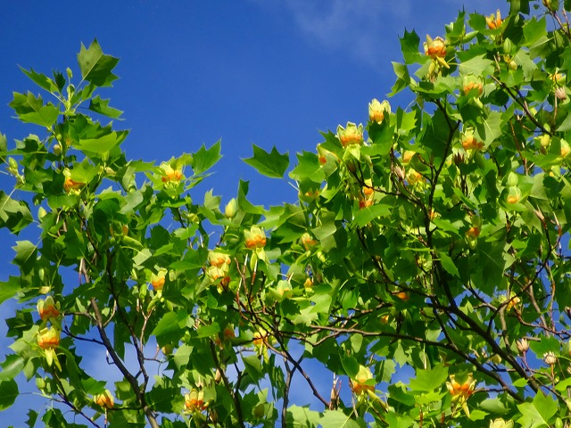 チューリップ公園には、ユリノキにチューリップの様なお花が咲き始め