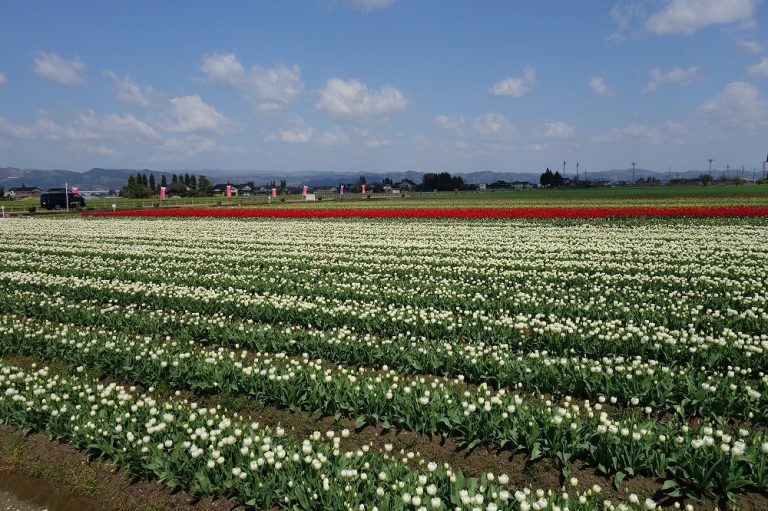 チューリップファームが見頃だよ！ リップちゃんのブログ
