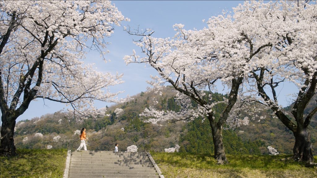 堤防沿いの桜の下を歩く親子